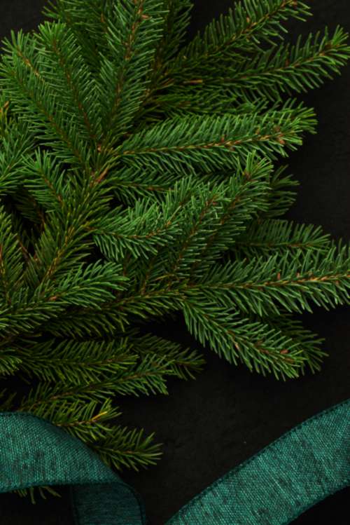seasonal backgrounds christmas flat lay pine