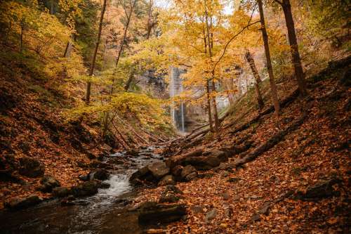 Fall Forest And Waterfall Photo