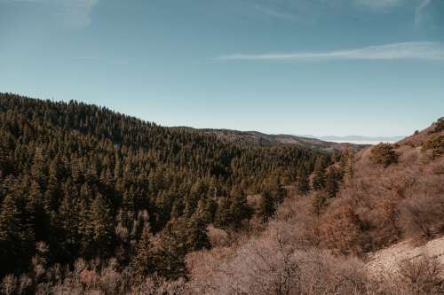 Seasons In A Forest Photo