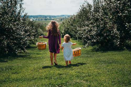 Children Picking Fruit Photo