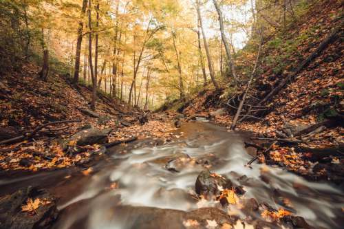 Fast-flowing River Through Fall Forest Photo
