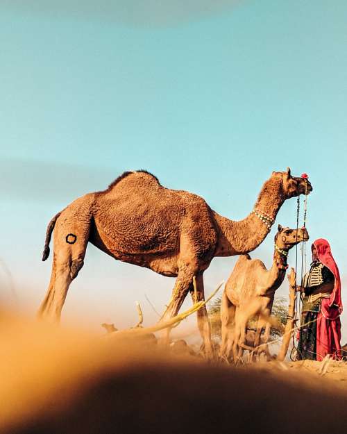 Camels Resting Photo