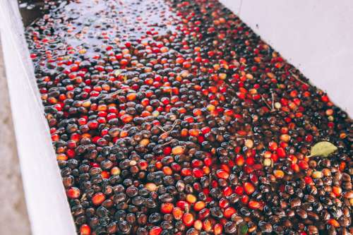 Fresh Coffee Beans In Water Photo