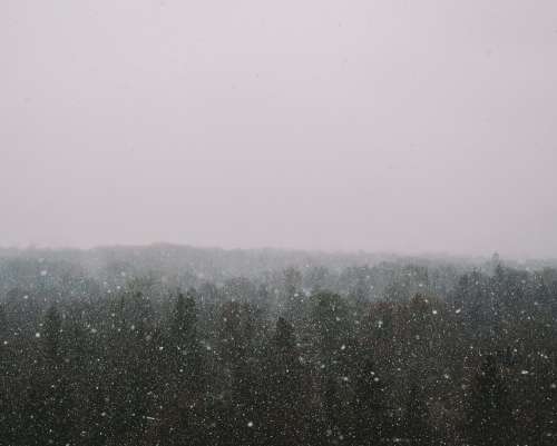 Snowfall Forest Photo