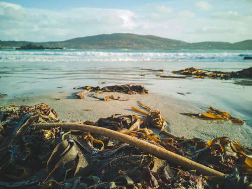 Sandy Seaweed Photo