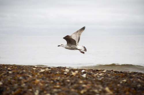 Low Flying Gull Photo