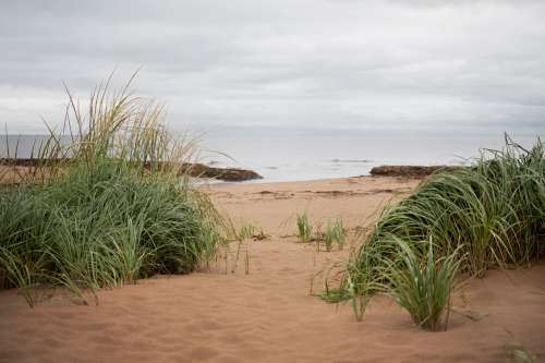 Beach Grass Photo