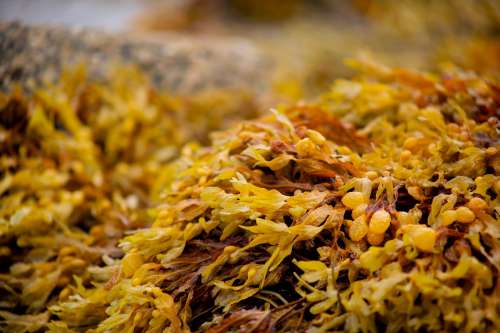 Yellow And Brown Seaweed Photo