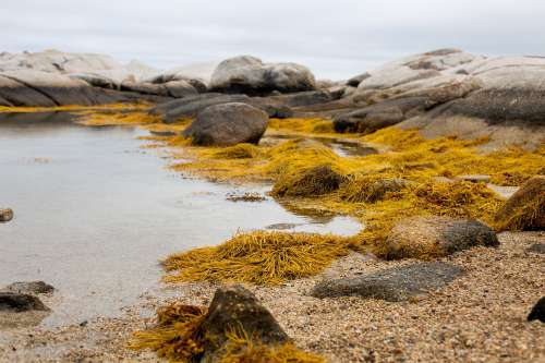 Yellow Seaweed By Rock Pool Photo