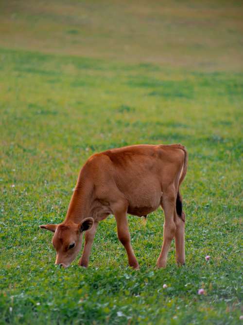Red Calf Grazes Photo