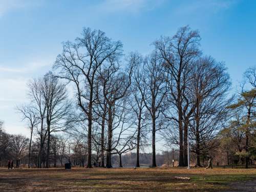 Park Trees and Landscape