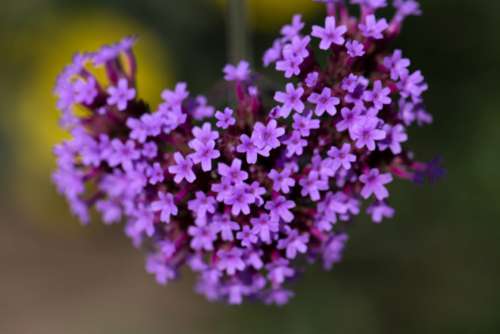 Purple Flowers Free Photo