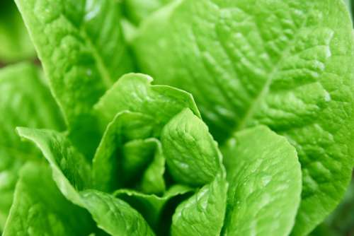 Garden Lettuce Close up Free Photo