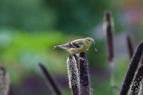 Bird Perched Free Photo