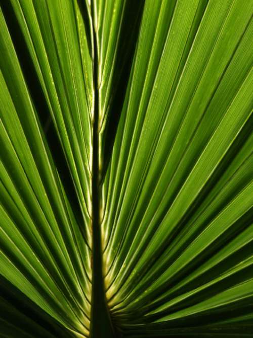 Green Leaf Abstract Free Photo