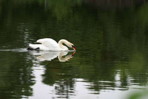 Swan Bird Lake Free Photo