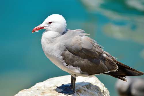 Seagull Bird Wildlife Nature Gull Ocean