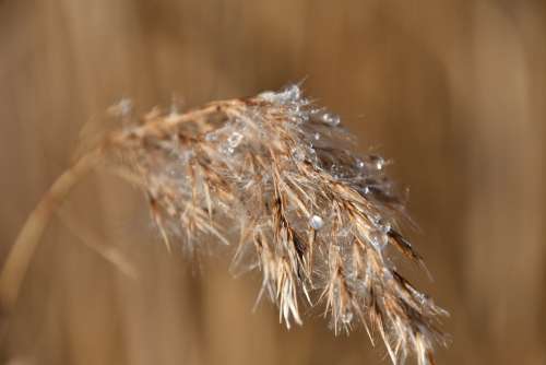 Rime Just Add Water Reed Wet Melted Frost Speck