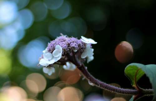 Hydrangea Aspera Macrophylla Hydrangea Flower Bud