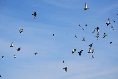Pigeon Birds Flock Dove Animal Wings Feathers