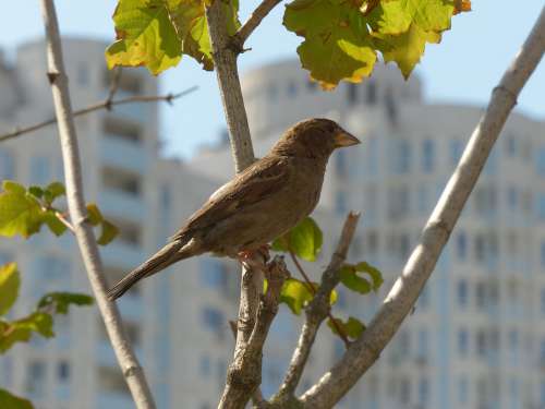 Sparrow Bird Birdie Pen Plumage Birds Nature