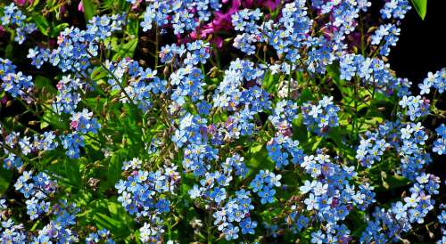Nots Flowers Blue Garden Spring Nature