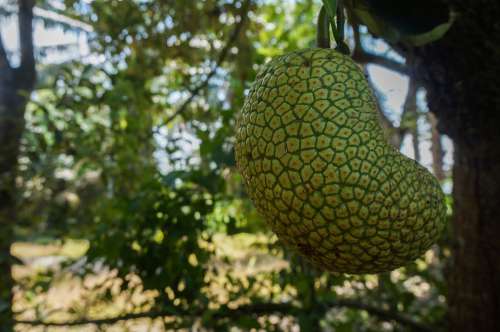 Fruit Cempedak Jackfruit Tree Tropical Delicious