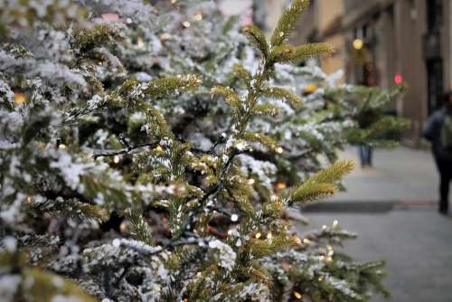 Christmas Tree Fir Lights Street Christmas Mood
