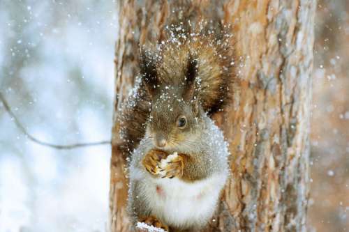 Squirrel Winter Nature Snow Tree Animals Rodent