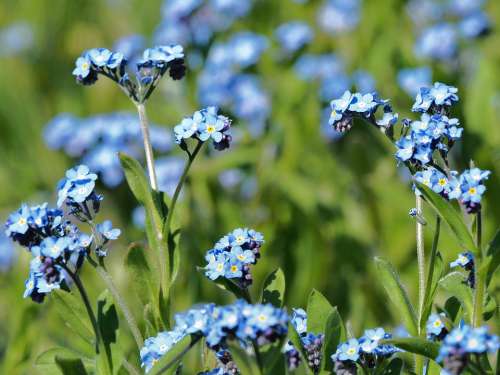 Meadow Forget Me Not Flower Blue Nature Blossom