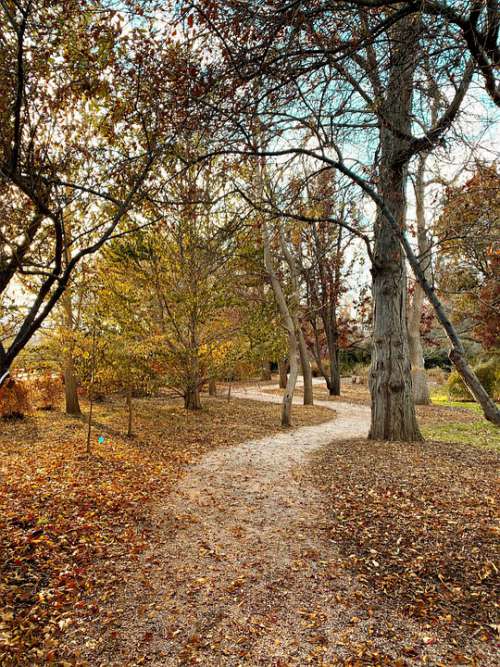 Pathway Fall Sunshine