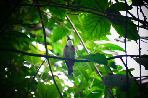 Bird Tree Nature Kingfisher Forest Meditation