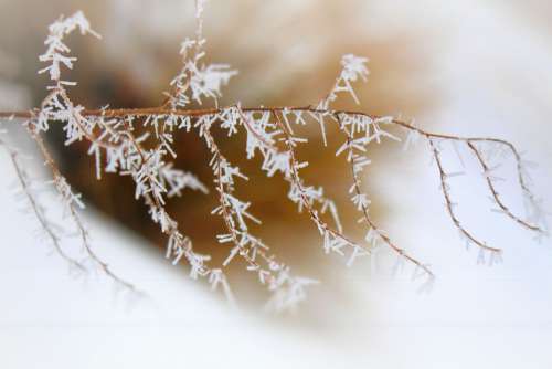 Ice Branch Frosty Iced Snowflake Winter Frost
