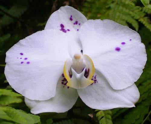 Orchid Orchid Flower Plant Nature Blossom Bloom