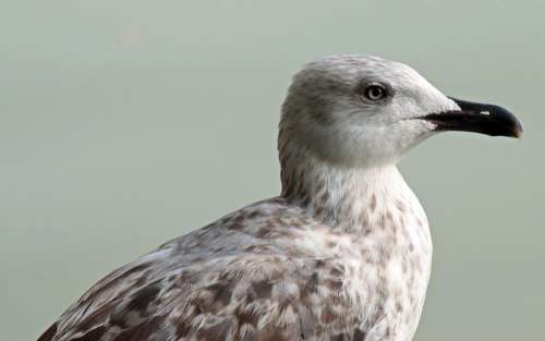 Bird Gull Almost Plumage White Gray Brown Head