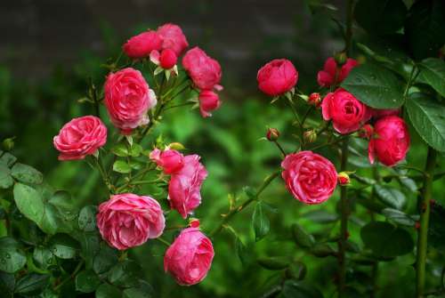 Rose Pink Flower Flowers Beauty Garden Roses