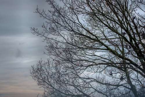 Tree Kahl Winter Cold Cloudy Sky Twilight