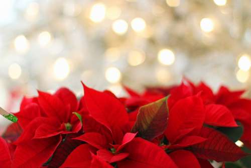 Poinsettia Christmas Christmas Background Red