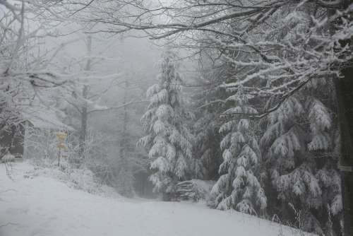 Winter Forest Snow Nature Trees Landscape Wintry