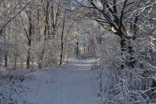 Winter Road Snow Nature Landscape Trees Forest