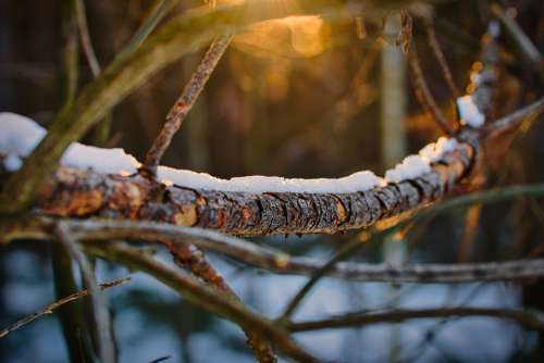 Branch Tree Dead Wood Morning Sun Nature Forest