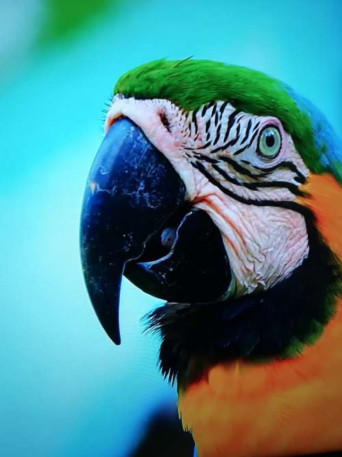 Last Year Wild Zoo Shot Birds Macaws Beautiful