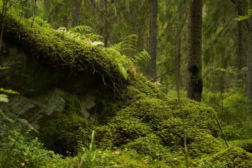 Forest Moss Nature Karelia
