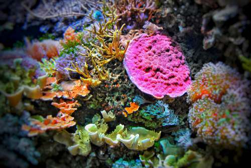 Underwater World Diving Nature Sea Plant Caribbean