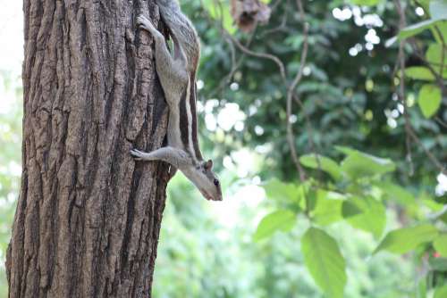 Squirrel Indian Animal Wildlife Karnataka Nature