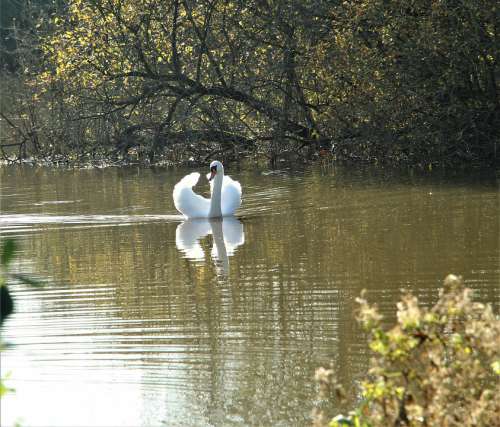Swan Waterbird Wildlife Plumage Feathers Lake