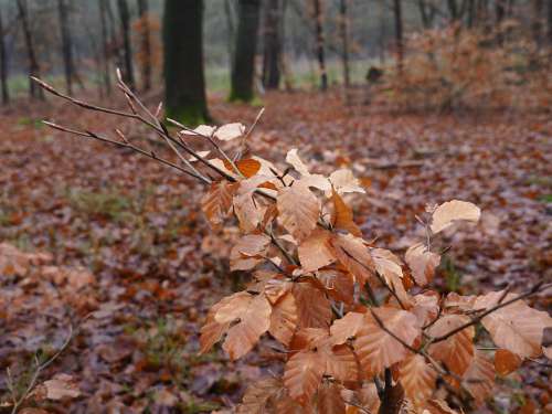 Nature Beech Leaves Forest Color Trees