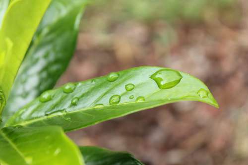 Drop Of Water Rain Plant Raindrop Wet Nature