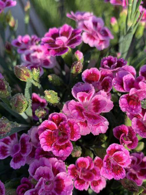 Flowers Natural Flora Pink Carnation