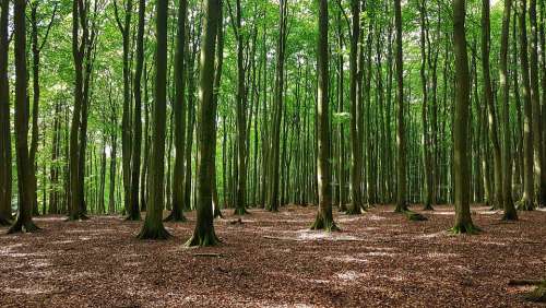 Forest Of Rügen Trees Beech Wood Nature